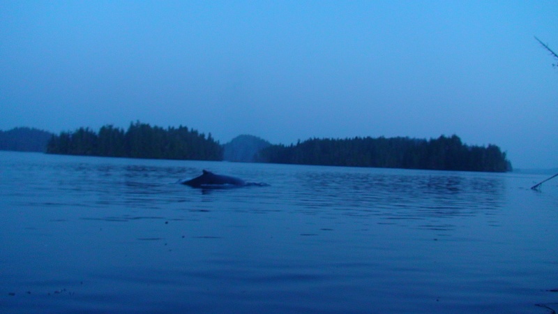 Evening Visitor