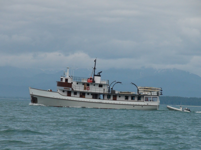 Every return visit to SE Alaska there is a notable increase in the number & variety of the mini cruise boars