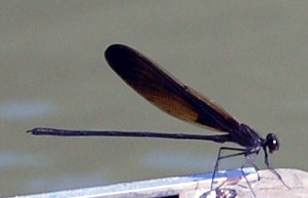Fairy co pilot