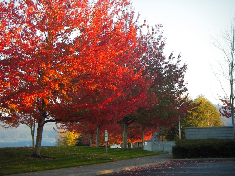 Fall color coming on at John Wayne Marina, Sequim, WA