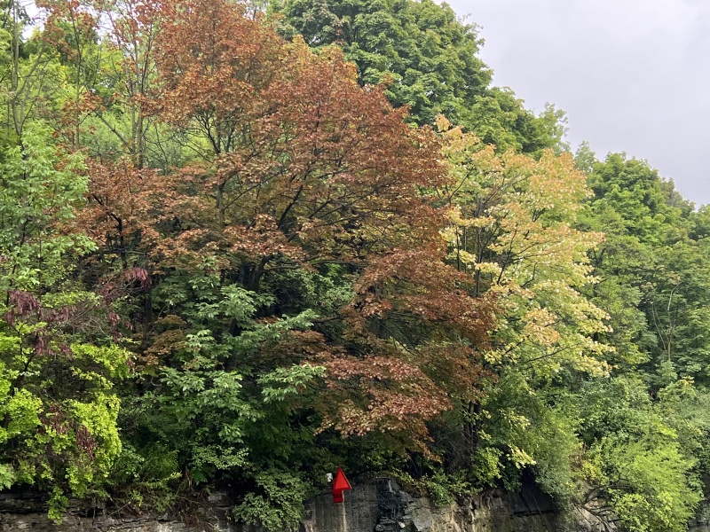 Fall Colors