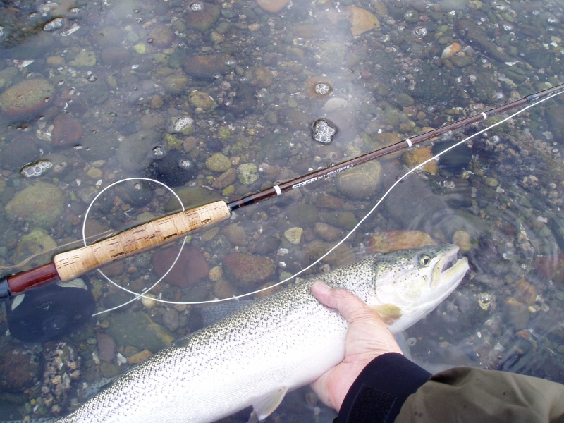 Fall cutthroat(Robbi)
