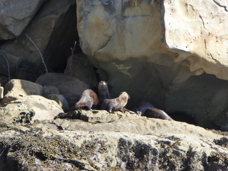 Family of otters in Fox Cove