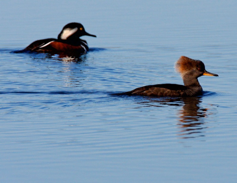 Feeding Pair