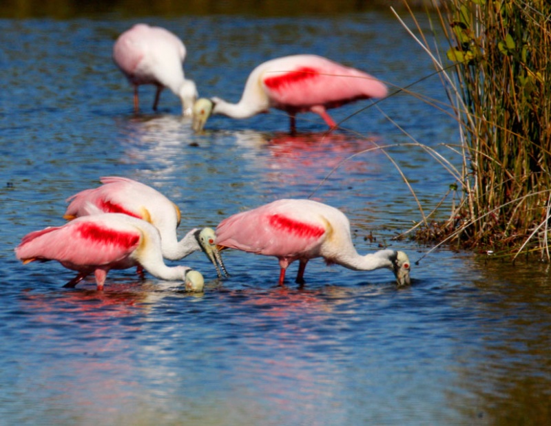 Feeding Spoonbills