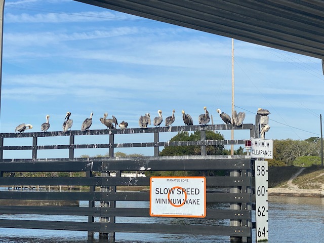 Fender Pelicans