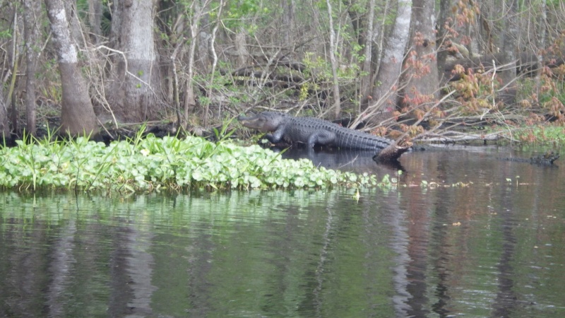Fewer gators this year.  It was cold.