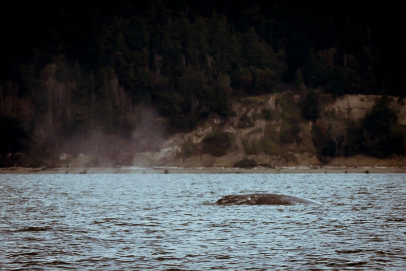 Finally some whales in calm water, with no other boats around, this is what we came for!