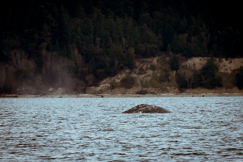 Finally some whales in calm water, with no other boats around, this is what we came for!