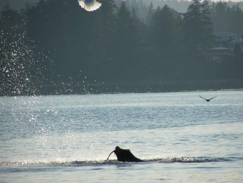 Finishing off a salmon dinner
