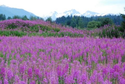 Fireweed near the Juneau Airport