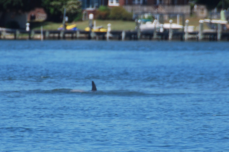 First dolphin seen since a pod of 7 left approx 2004-5