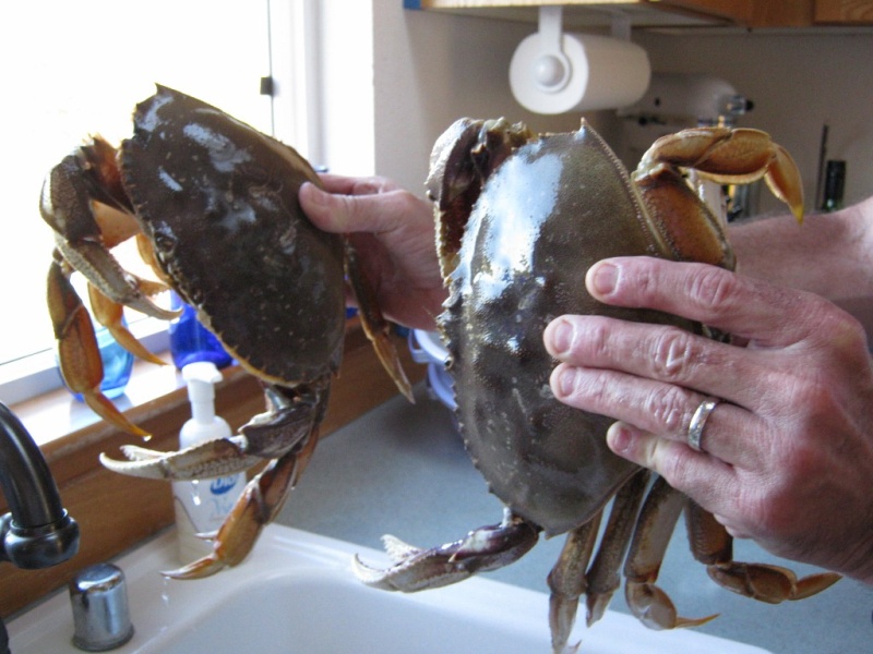 First dungeness crabs on 'Au Kai.