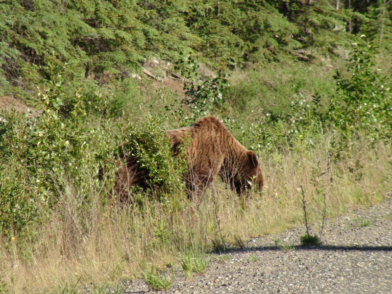 First grizzly bear we have seen just off the Klondike highway