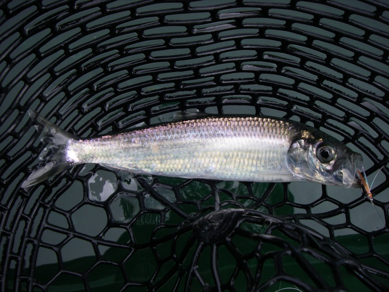 First "tarpon" on a fly!