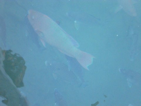 fish near the schooner docks Key West
