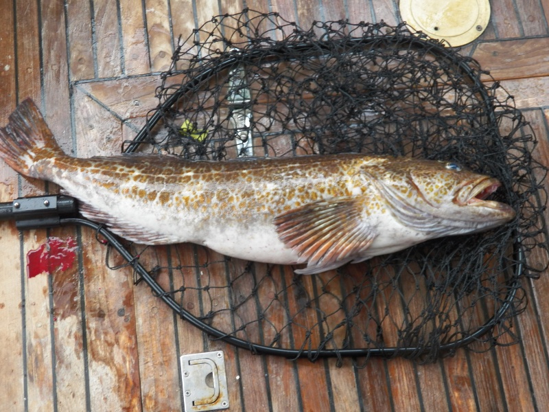 Fish.