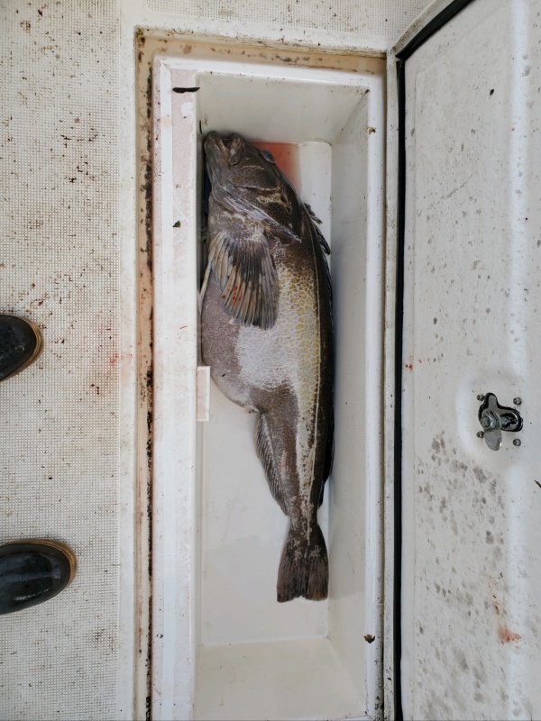Fishbox 65lb Ling