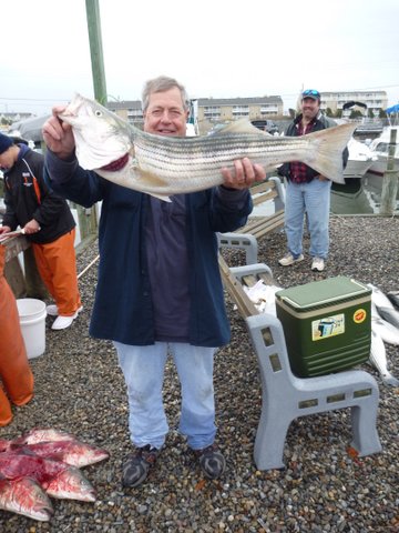 Fished Barnegat Inlet about a mile off the beach. Three of us caught twenty stripers tossed ten back. One nice sized bluefish in the mix. All the fish around thirty inches. most of mine jigged with a 5 oz. Krocodile chrome spoon in thirty to fifty feet of water. Water temps in the low fifties.