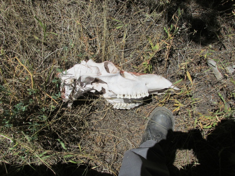 Flaming Gorge, Great hikes with wildlife.