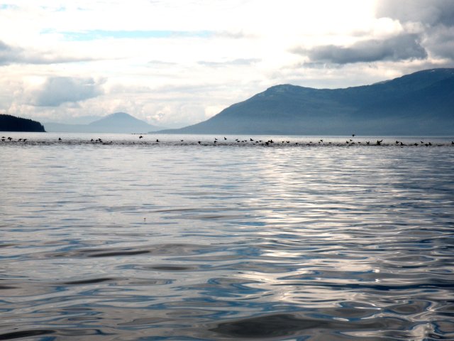 Flocks of birds along Admiralty Island