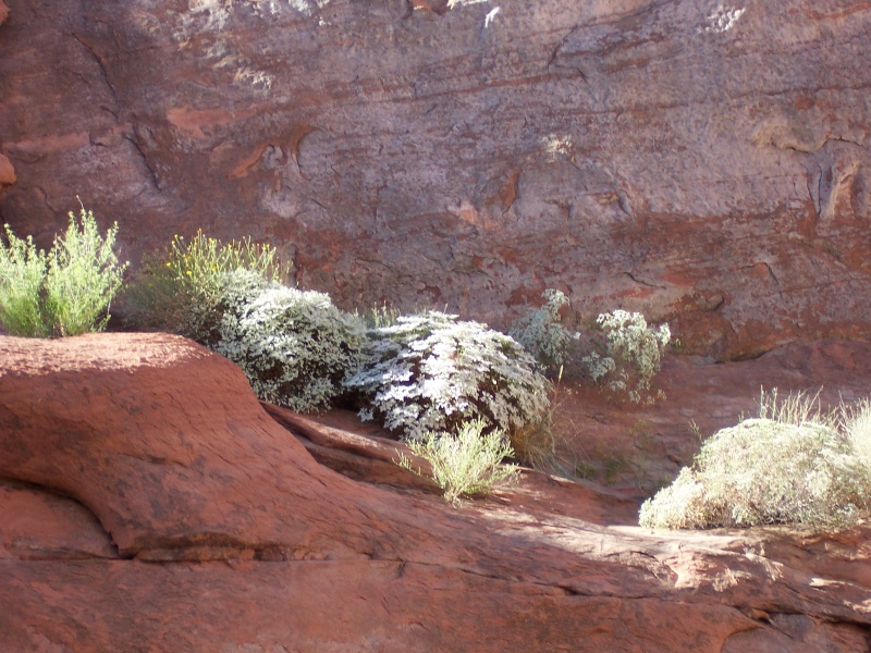Flowering plants on the way out of Music Temole Canyon 9-25