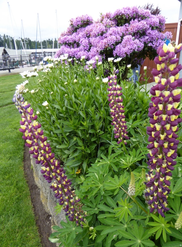 Flowers at Kingston, May 24, 2015