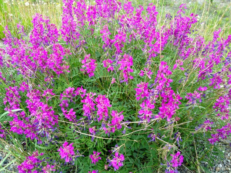 Flowers everywhere