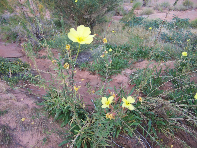 Flowers in Oak Canyon