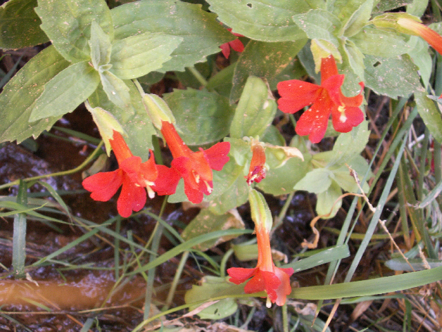 Flowers in the Desert at Rainbow Bridge 9-19-08