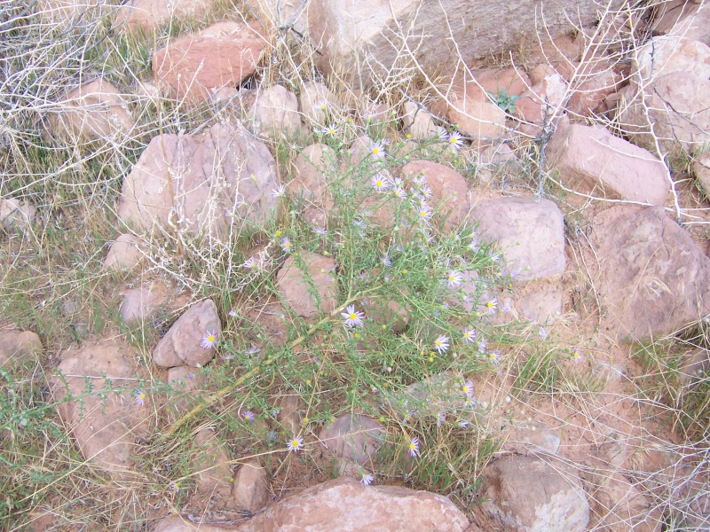 Flowers near where we beached in Explorer Canyon