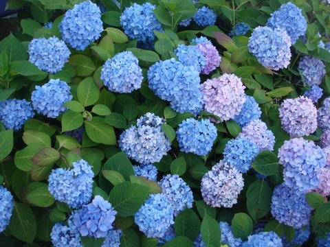 flowers on Block Island
