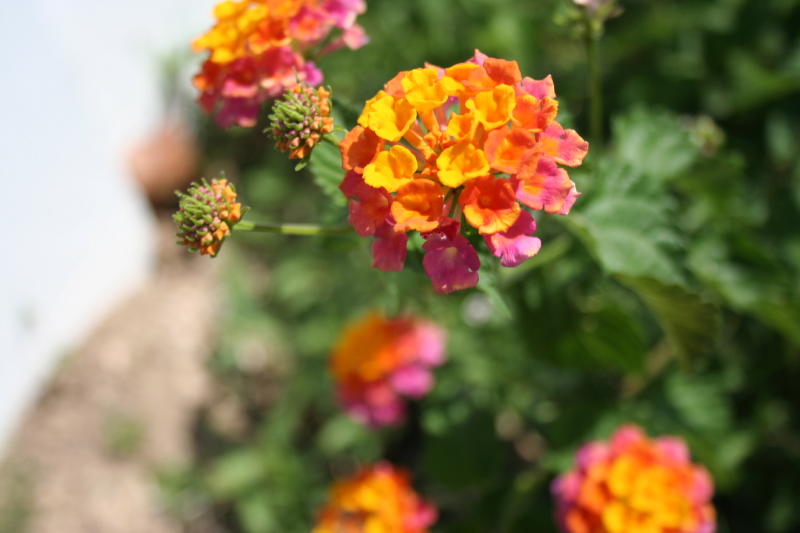 flowers