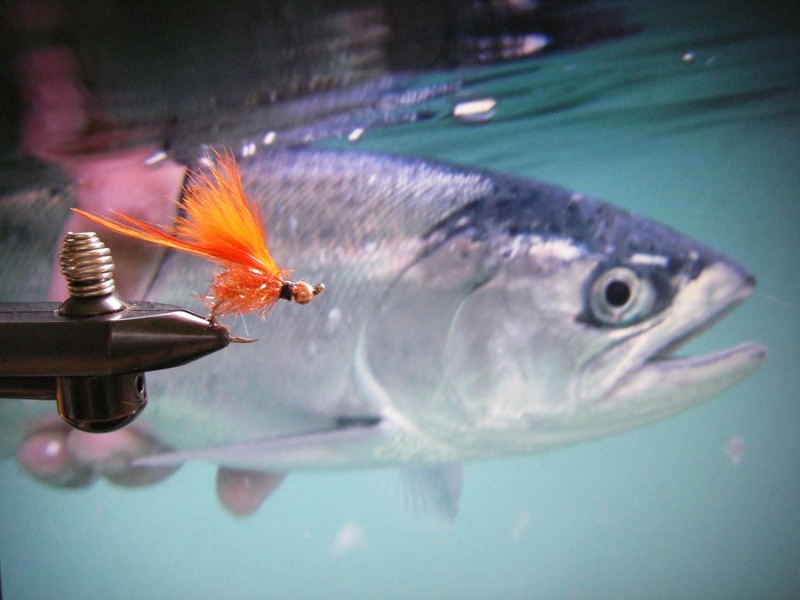 Fly that fooled the silvers today.
