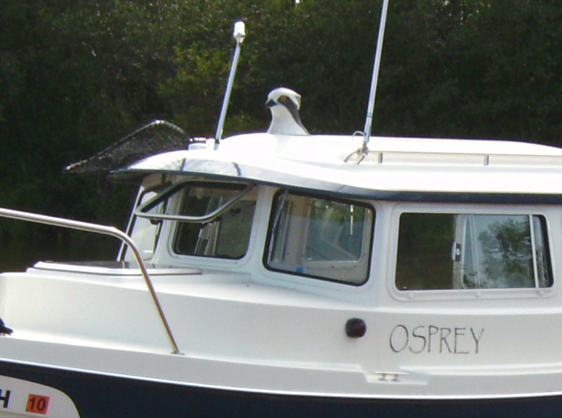 Following Moose's Figurehead Tradition