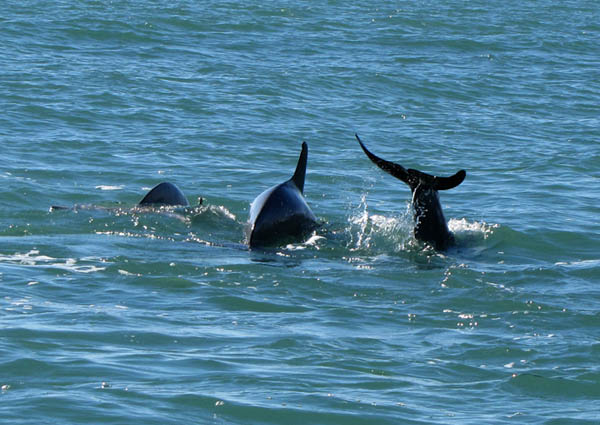 For Pat - F-D dolphins