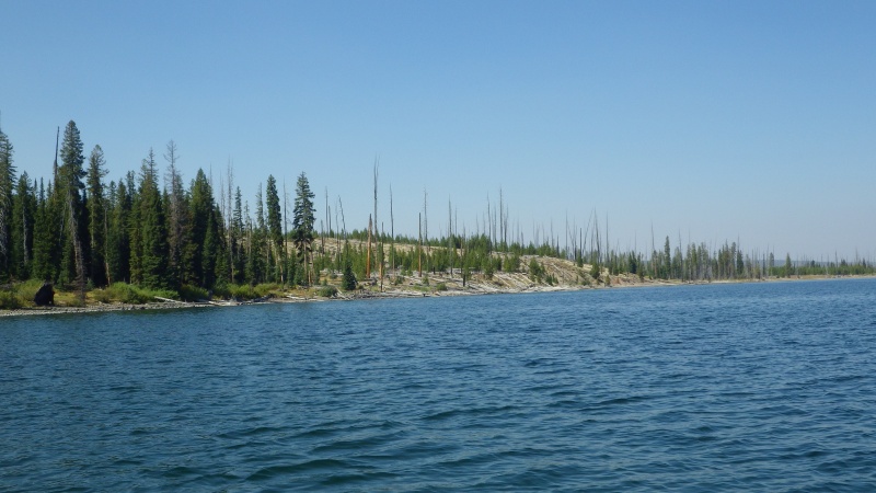 Forest slowly regrowing