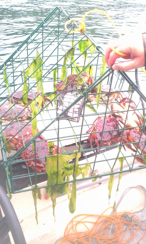 Foss Waterway Crabs