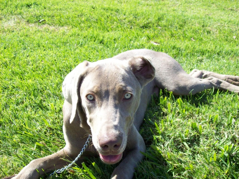 Foster Pup