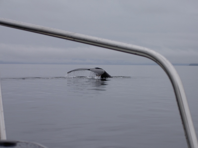 framing a whales tail in fredrick sound