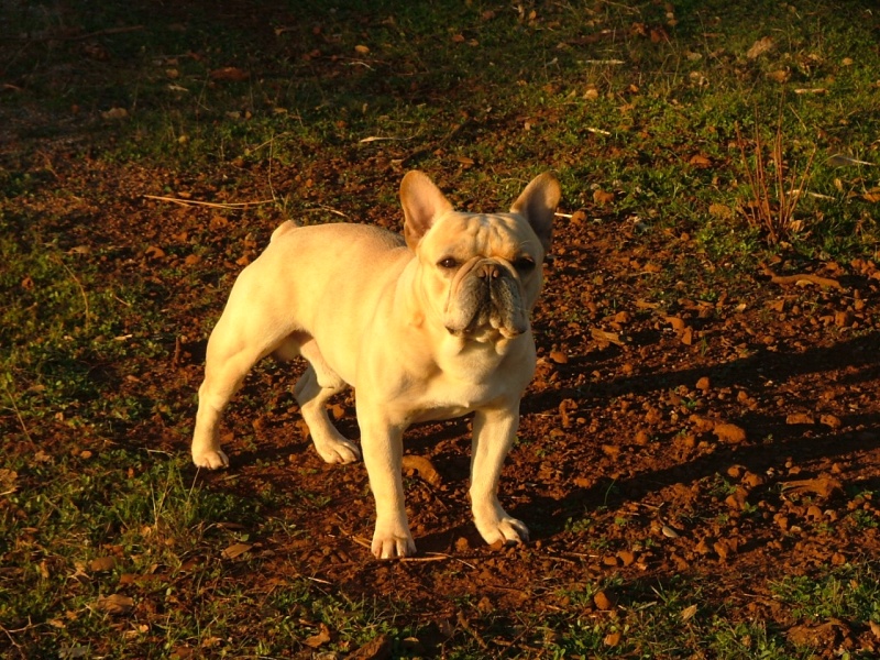 Frankie the Frenchie.