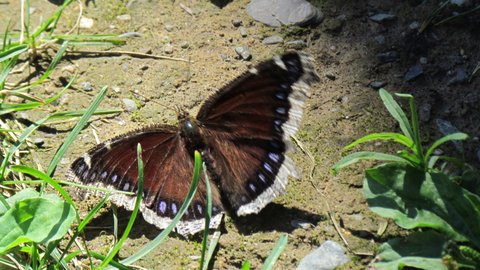 Fredericton butterfly