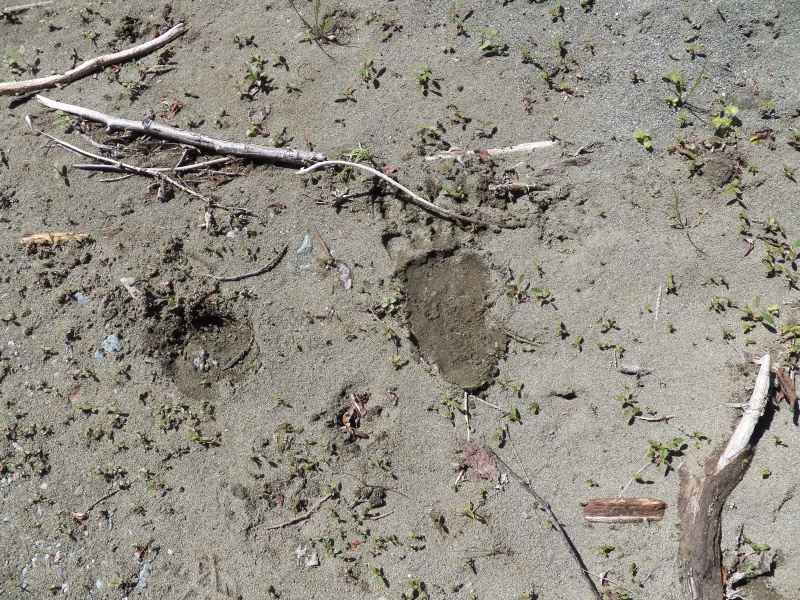 Fresh tracks from elk, deer, and a guy who needs to trim his toenails.
