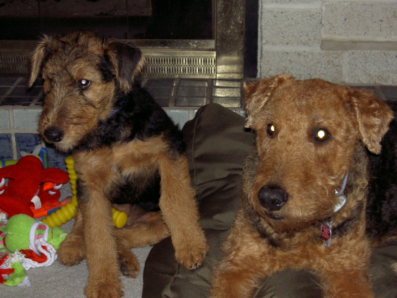 Freyja and Bramble at the cabin.