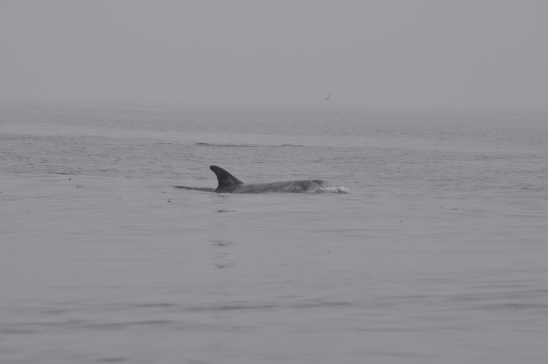 FrickDickyDolphins.jpg