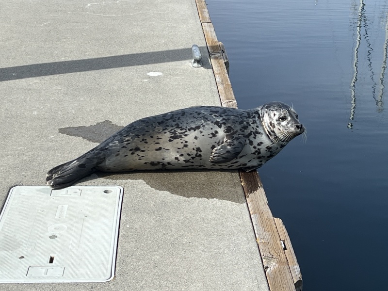 Friday Harbor resident young seal Arrowhead