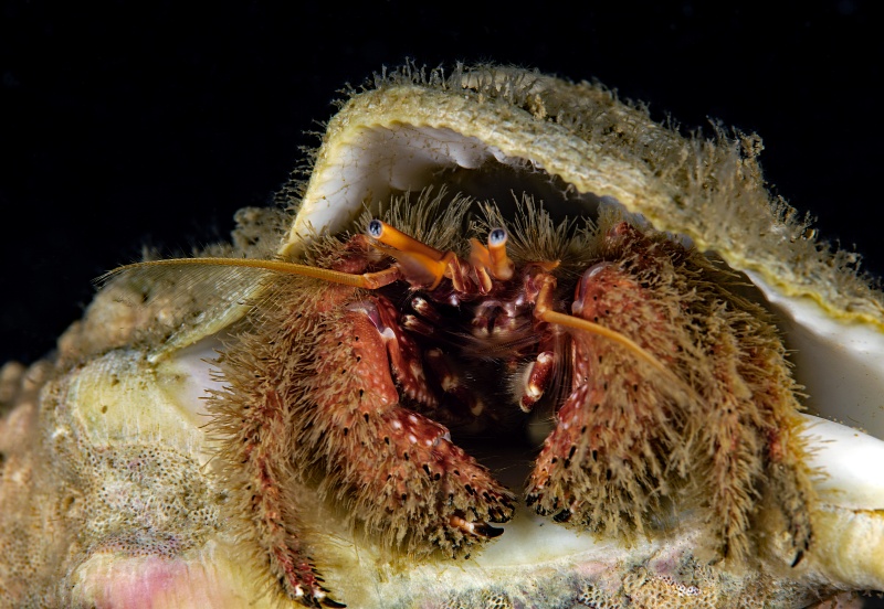 Furry hermit crab, Paguristes ulreyi