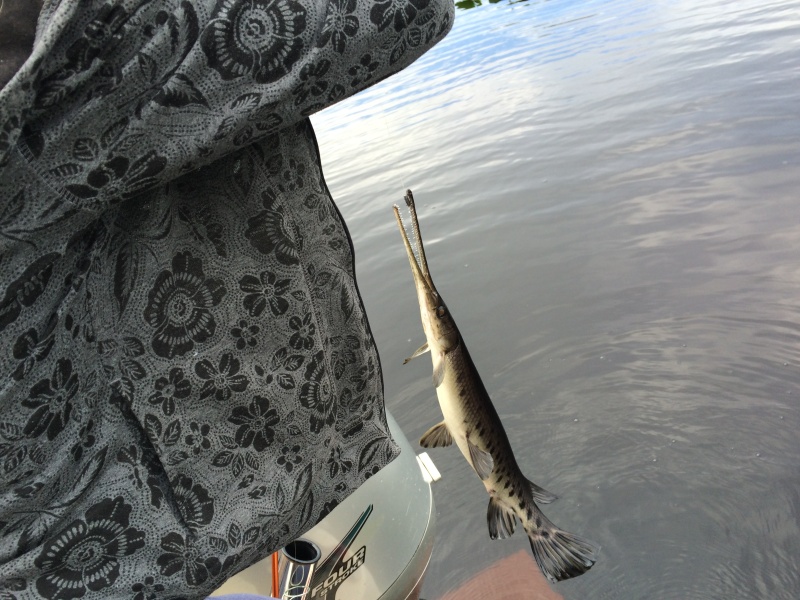 Gar