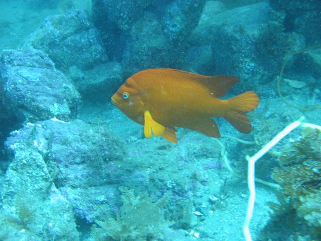 Garibaldi