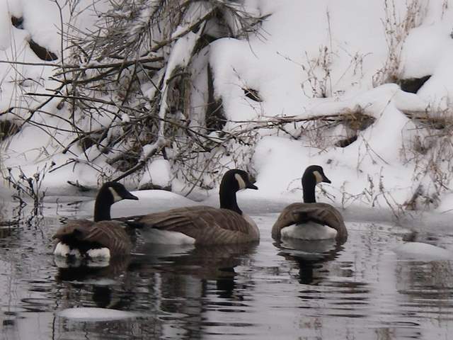 Geese seemed happy